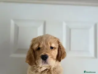 Golden Retriever dogs Golden retrievers pure breed. - Advert 2