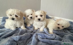 Maltipoo dogs for sale: 🐾 maltipoo puppy’s 🐾 - Image 4