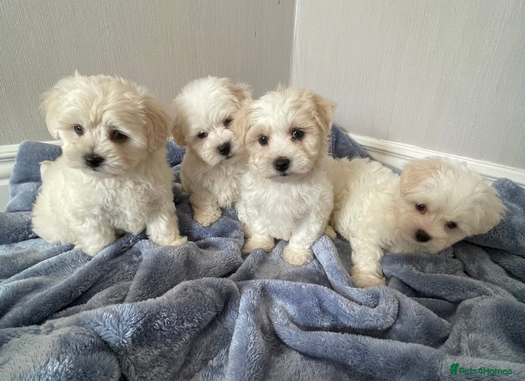 Maltipoo dogs for sale: 🐾 maltipoo puppy’s 🐾 - Image 4