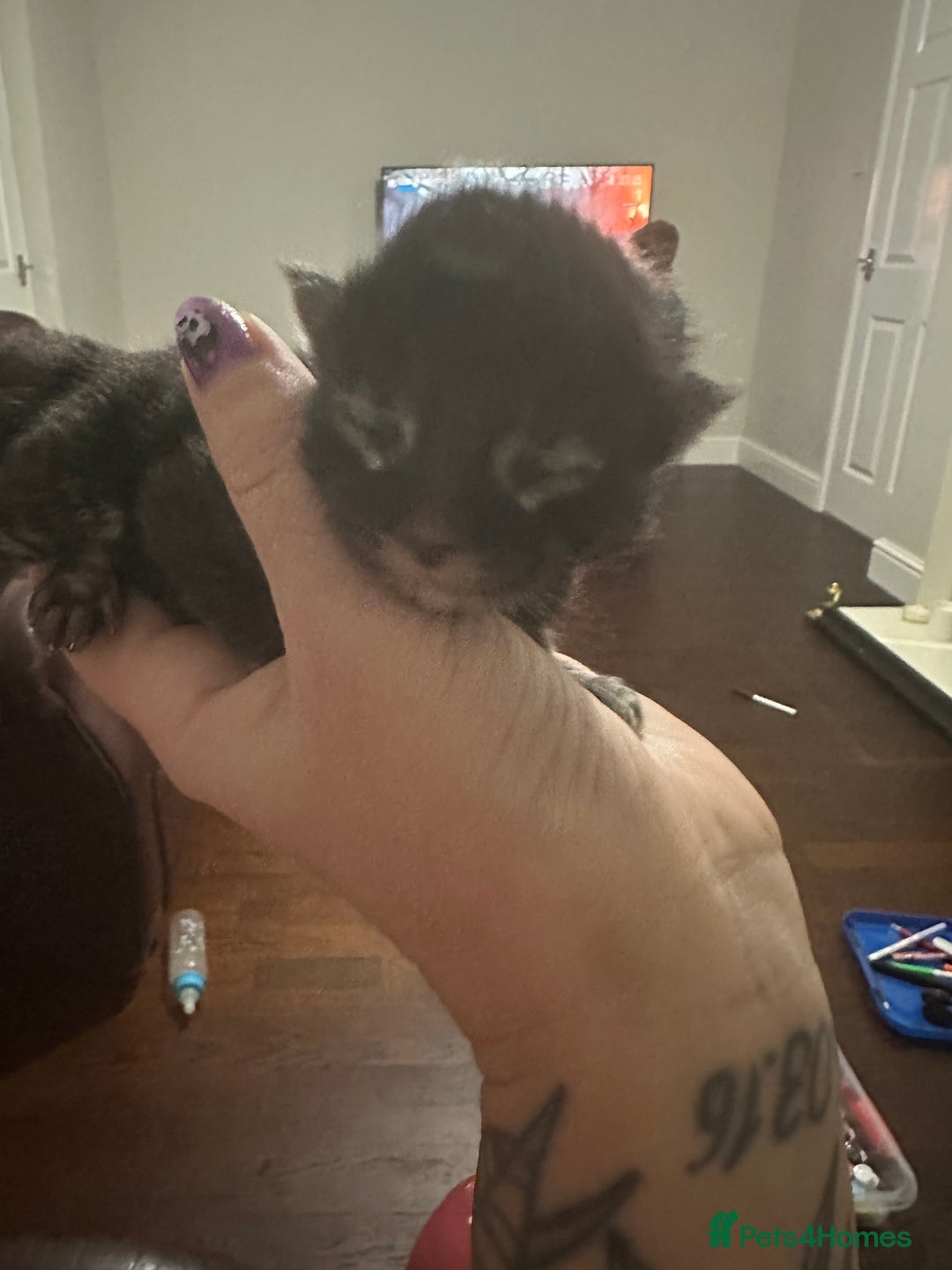 Maine Coon cats for sale: Three quarter maine coon kittens  - Advert 4