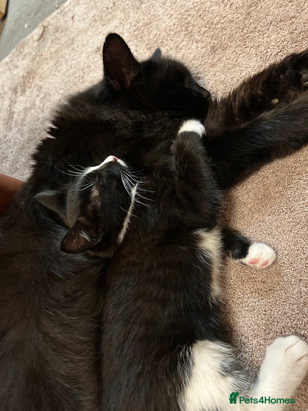 Mixed Breed cats for sale: Gorgeous, playful little kittens - Advert 9