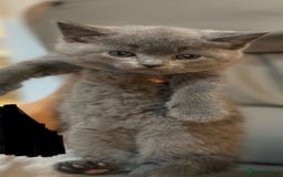British Shorthair cats for sale: British shorthair kittens  - Image 1