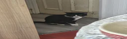 Domestic Shorthair cats for sale: 1 Year Old Needs Rehoming in London - Advert 2