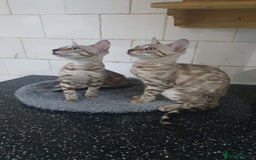 Bengal cats for sale: 🔥✨Pedigree TICA-Registered Bengals - Image 30