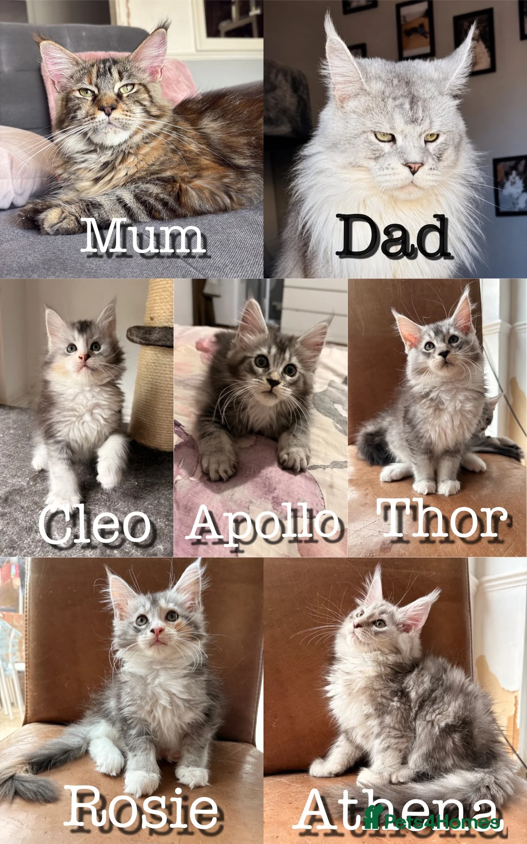 Maine Coon cats for sale: Sweet Maine coons TICA Register  - Advert 2