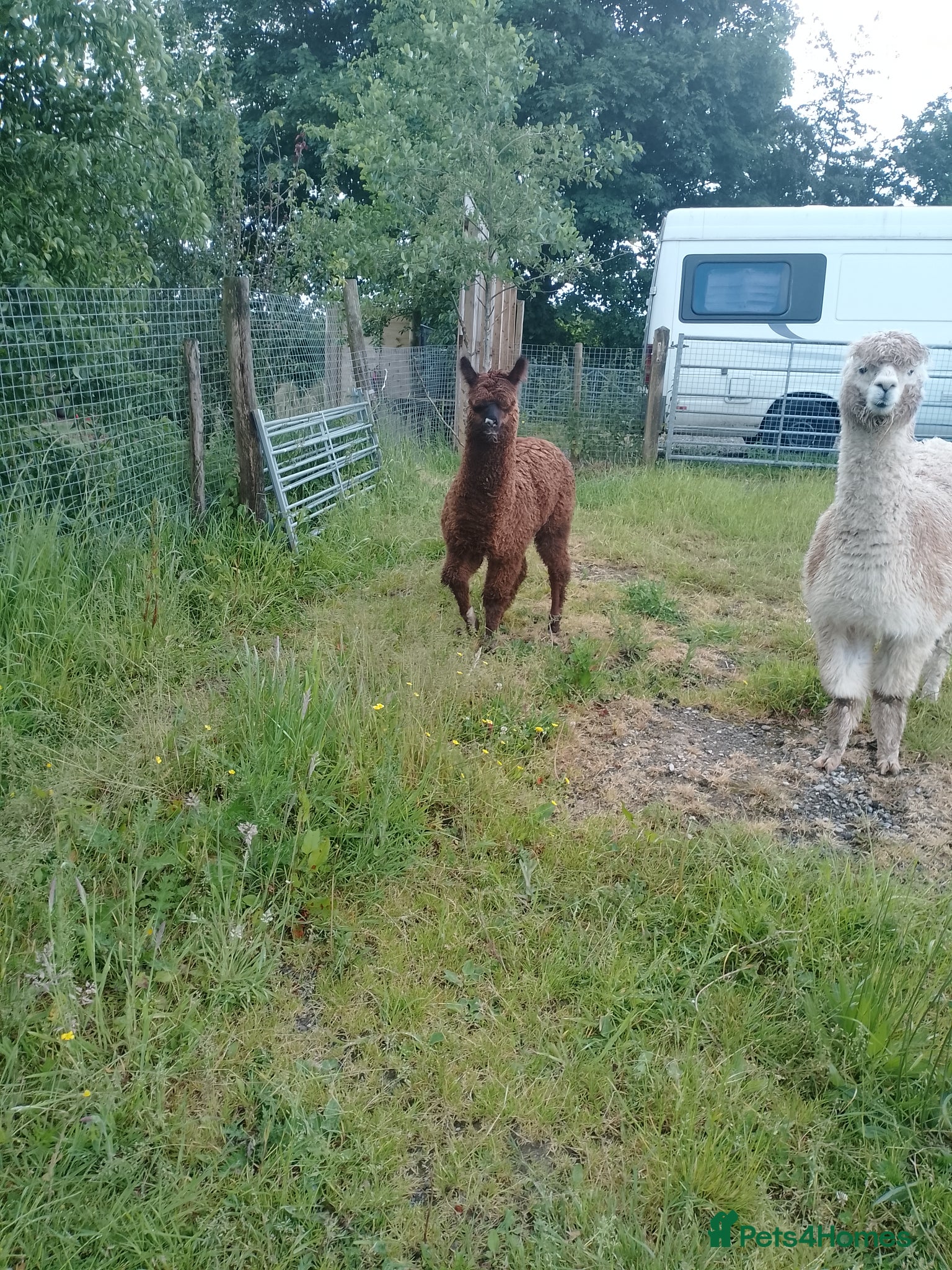 Alpaca livestock for sale: male alpaca cria - Advert 4