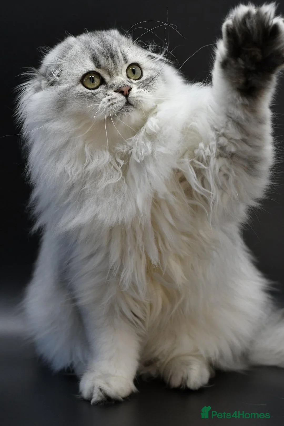 Scottish Fold cats for sale: LICENSED CATTERY PURE BREED TOP QUALITY KITTENS - Advert 39