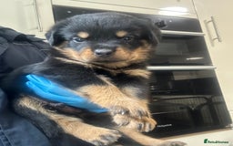 Rottweiler dogs for sale: Kc Registered Rottwiler Puppies  - Image 18