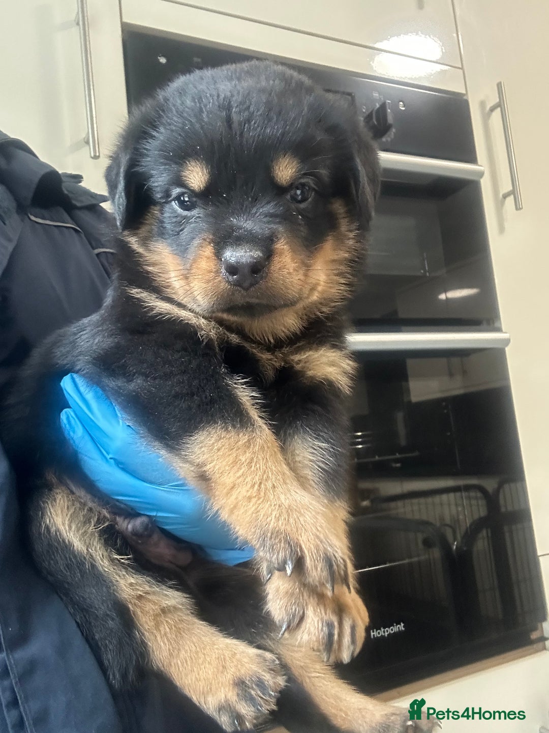 Rottweiler dogs for sale: Kc Registered Rottwiler Puppies  - Image 18