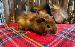 Guinea Pig rodents for sale: Beautiful pairs of male Abyssinian guinea pigs - Image 8