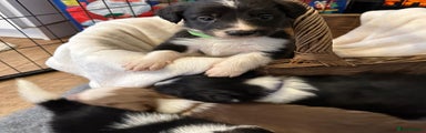 Border Collie Puppy 4