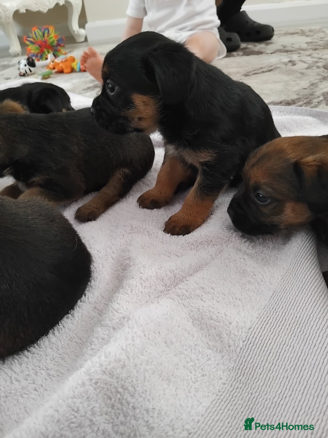 Border Terrier dogs for sale: 5 border terrier puppys  - Image 8