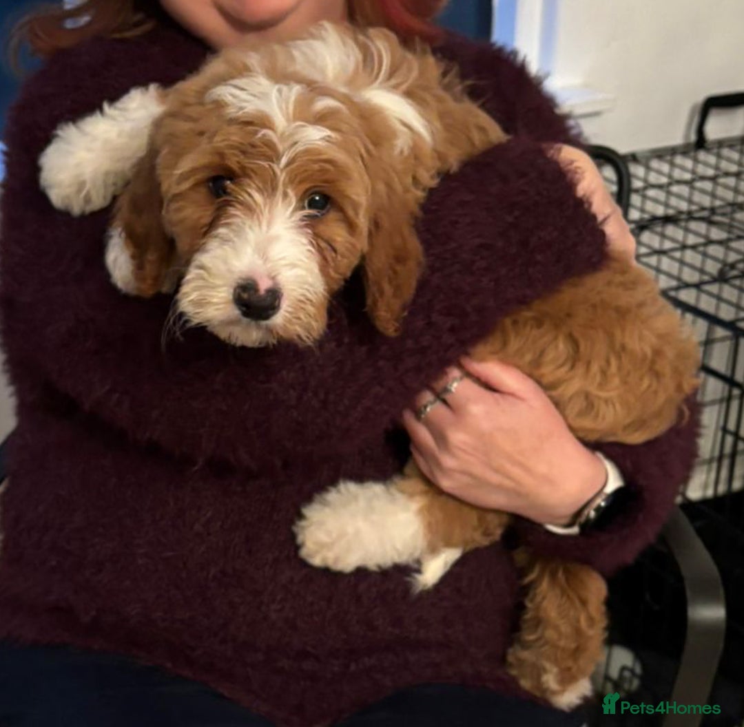 Australian Labradoodle dogs for sale: Australian Labradoodles for Sale - Advert 2