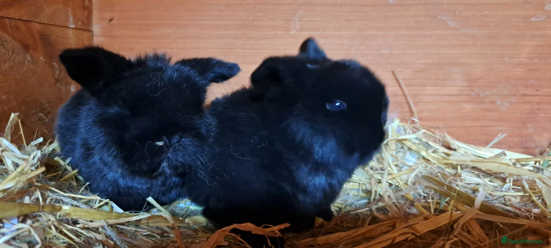 Mini Lop rabbits for sale: Adorable Pure Bred Mini Lops 🥰🐰 - Advert 1