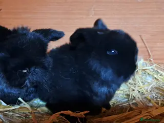 Mini Lop rabbits Adorable Pure Bred Mini Lops 🥰🐰 - Advert 8