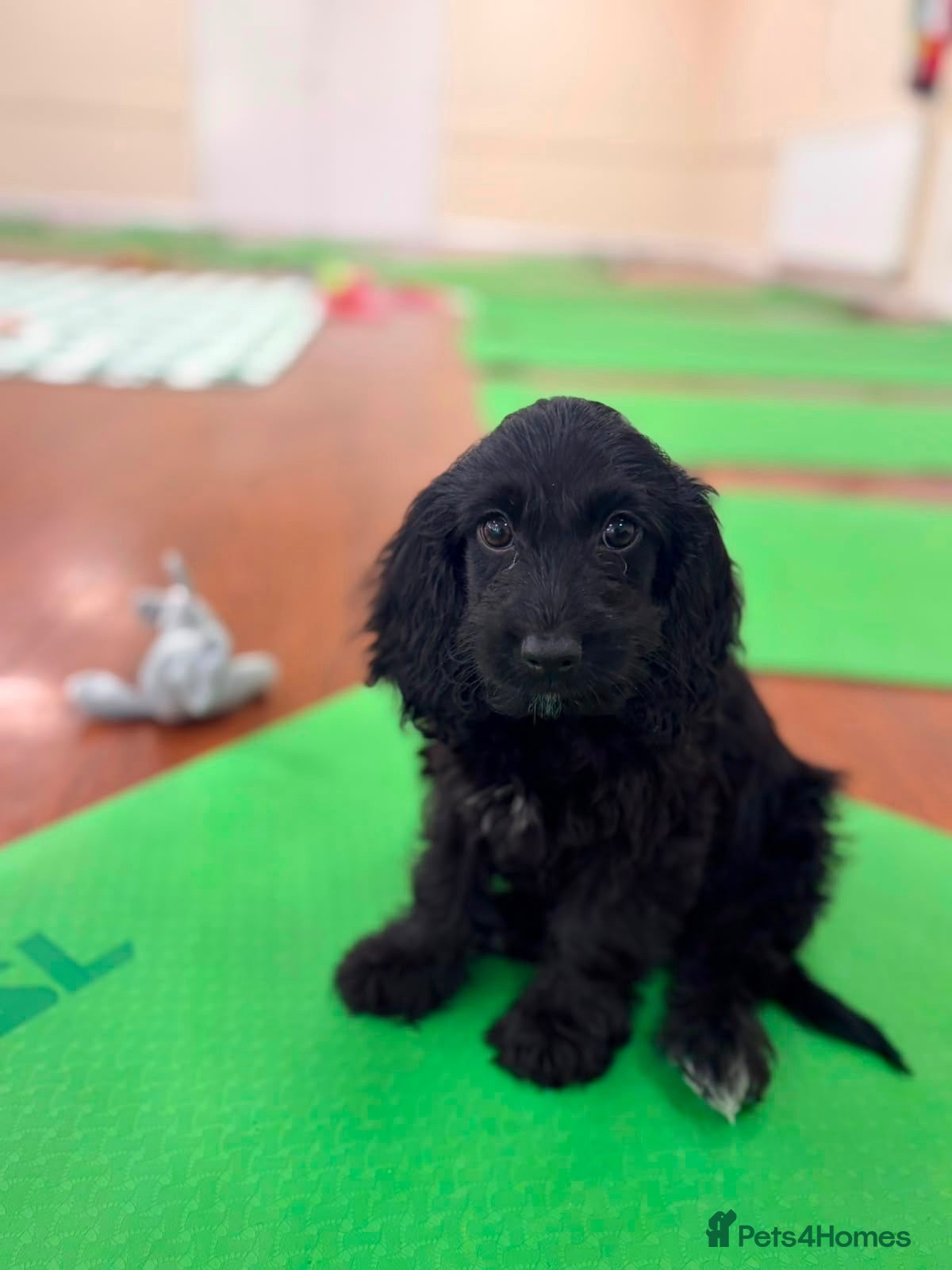 Cockapoo dogs Beautiful F1 Cockapoo Babies 🐾🐾🐾 - Advert 2