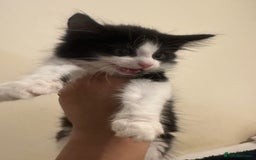 British Longhair cats for sale: beautiful tuxedo longhair needs foreveerhome - Image 4