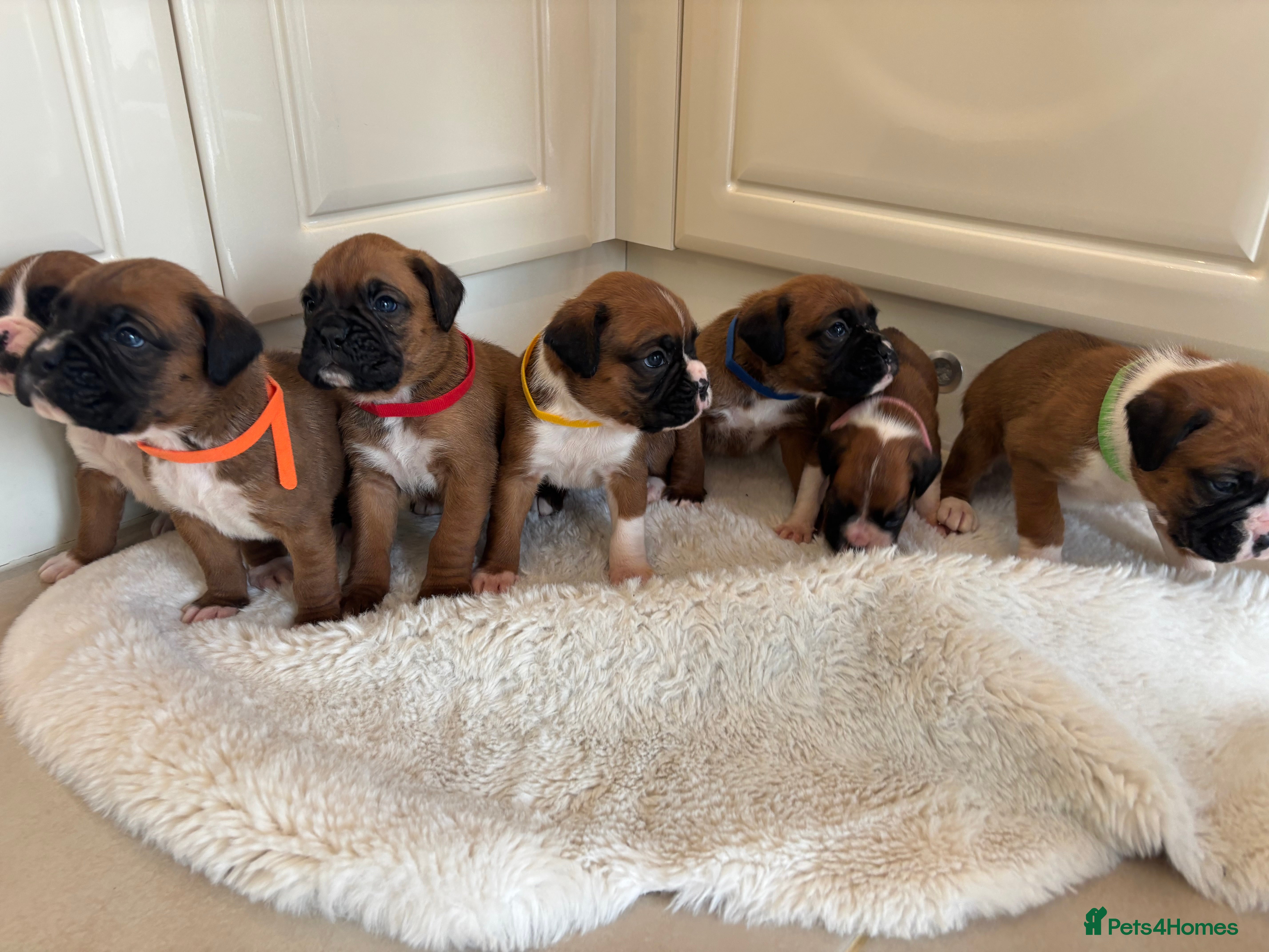 Boxer dogs Boxer puppies - Advert 5