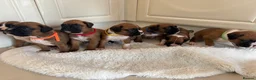 Boxer dogs for sale: Boxer puppies - Advert 1
