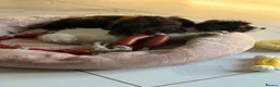 Cockapoo dogs for sale: ⭐ READY NOW ⭐ 2 LEFT! Beautiful Cockapoo puppies.  - Advert 4