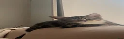 Mixed Breed cats for sale: Kittens looking for a loving home  in Amersham - Advert 3