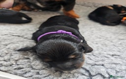 Dachshund dogs for sale: Beautiful Dachshund Puppies - Image 37