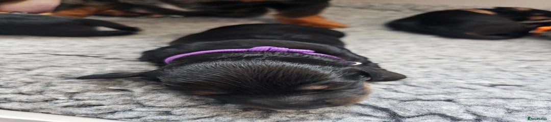 Dachshund Puppy 5