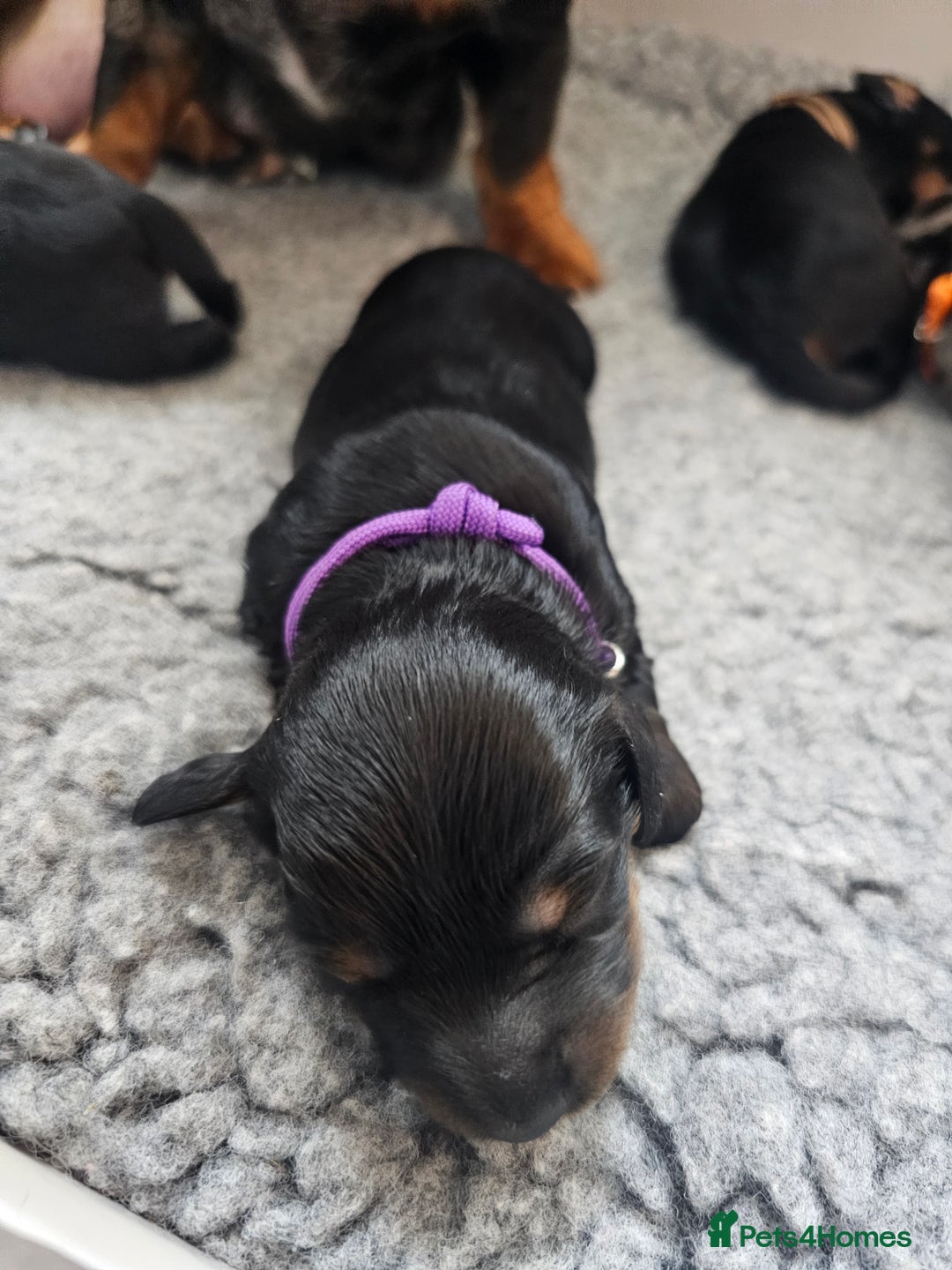 Dachshund dogs for sale: Beautiful Dachshund Puppies - Image 37