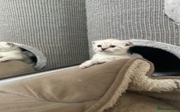 Scottish Fold cats for sale: Adorable playful scottish fold kittens  - Image 22