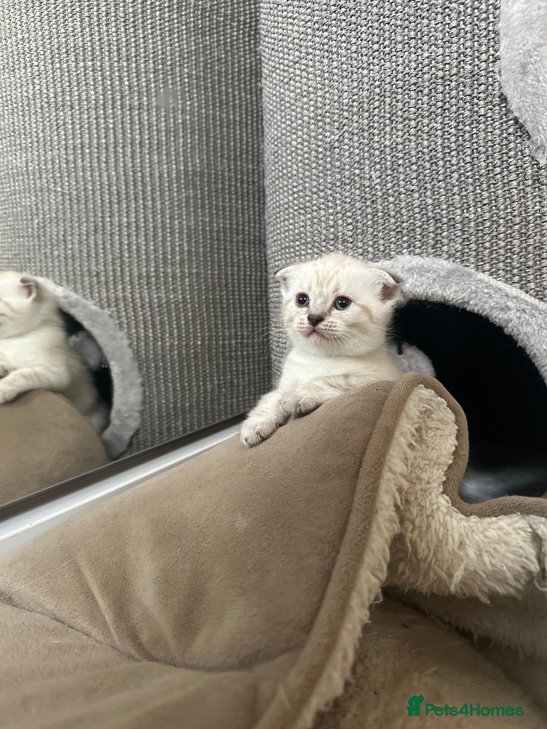 Scottish Fold cats for sale: Adorable playful scottish fold kittens  - Image 22