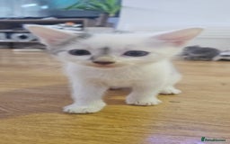Domestic Shorthair cats for sale: 3 male kittens - Image 3