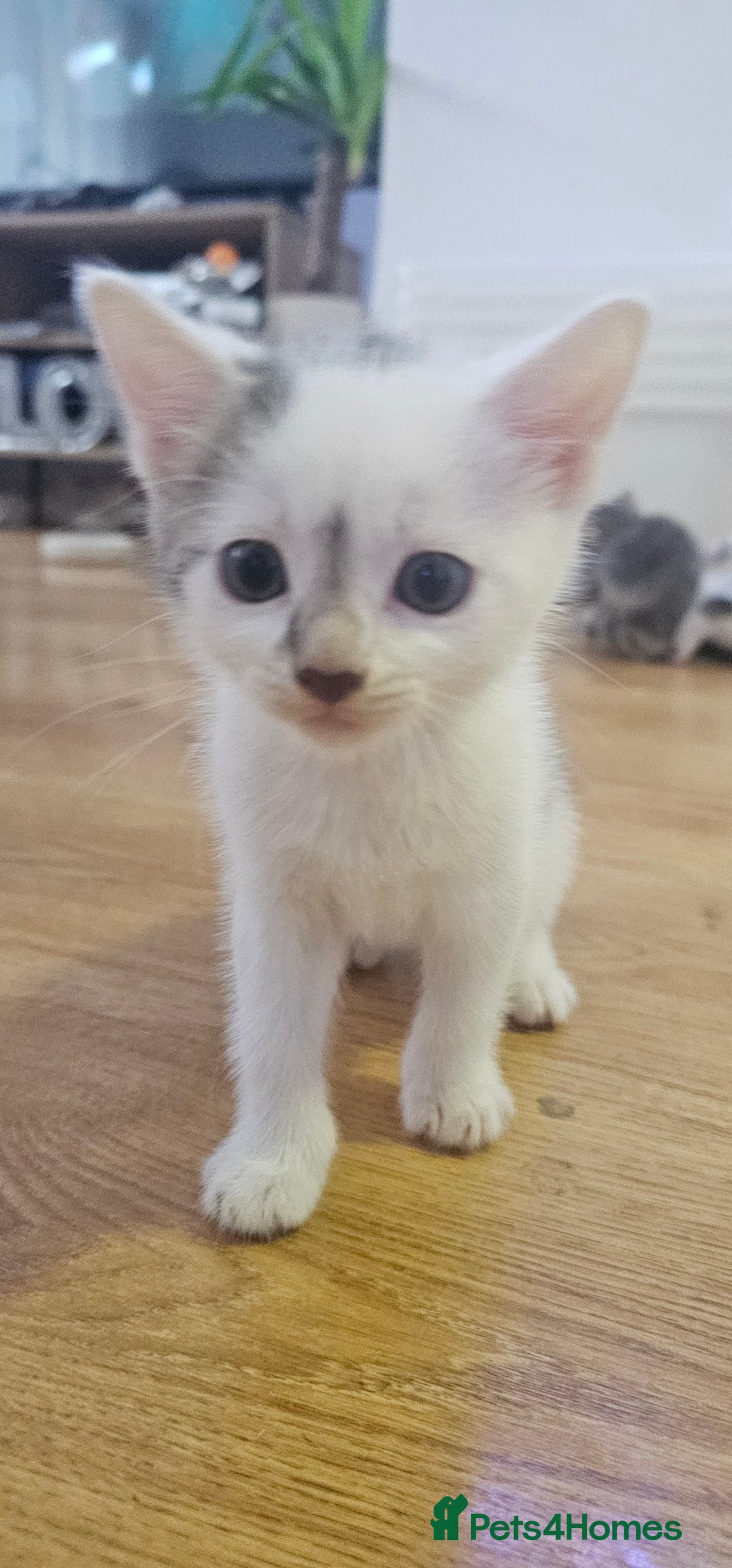 Domestic Shorthair cats for sale: 3 male kittens - Image 3