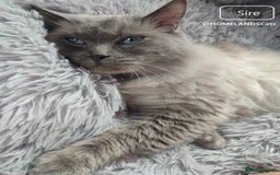 Ragdoll cats for sale: 🐾Stunning Ragdoll Kittens🧬DNA🏆ChampParents🐾 - Image 13