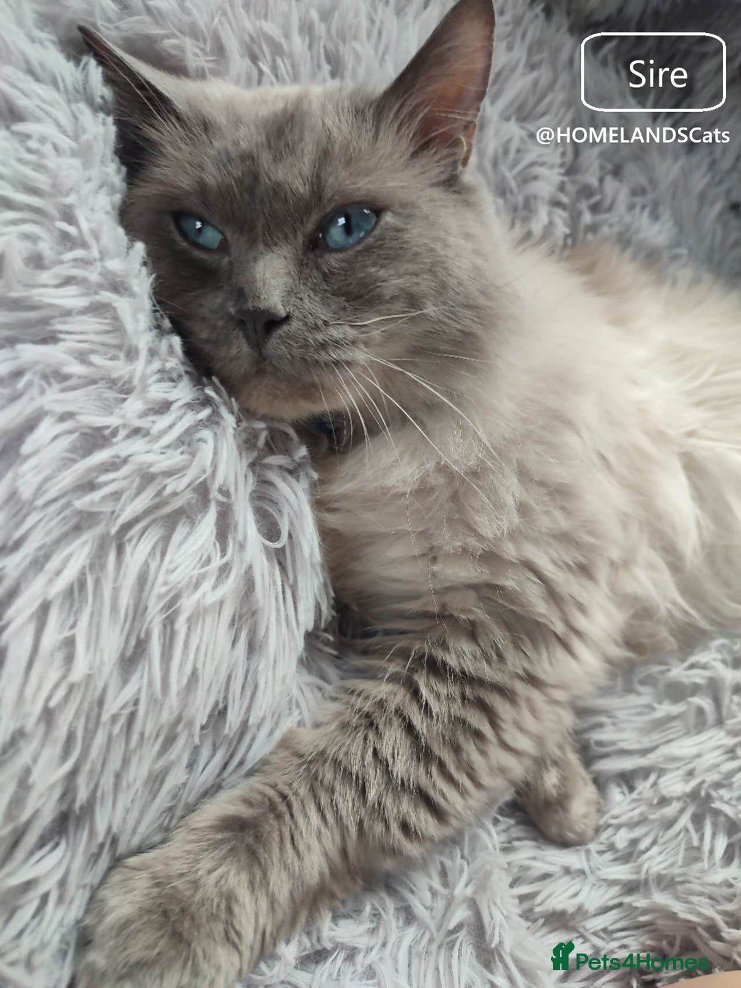 Ragdoll cats for sale: 🐾Stunning Ragdoll Kittens🧬DNA🏆ChampParents🐾 - Image 13