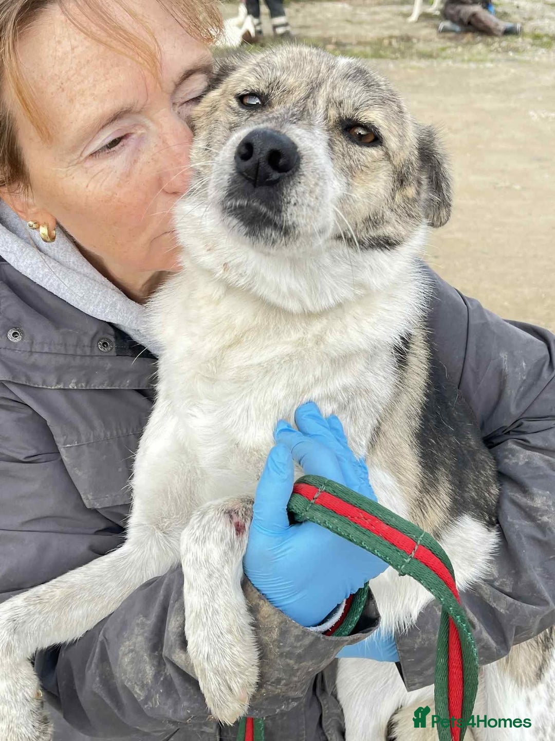 Mixed Breed dogs for adoption: Misty - Norwich Norfolk  - Advert 6