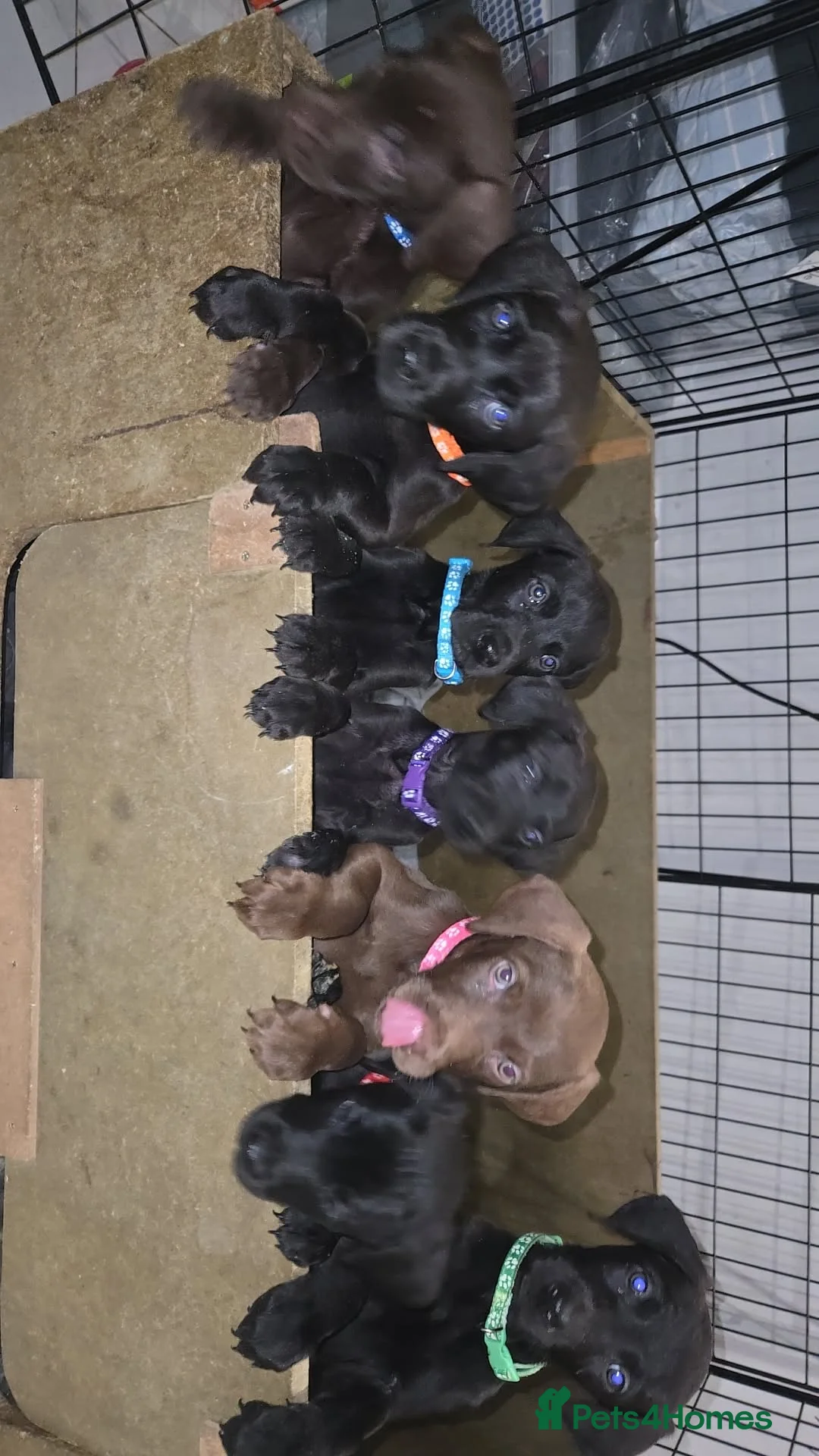 Mixed Breed dogs for sale: Doberman x Weimaraner Cross - Advert 1
