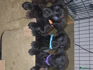 Mixed Breed dogs Doberman x Weimaraner Cross - Advert 5