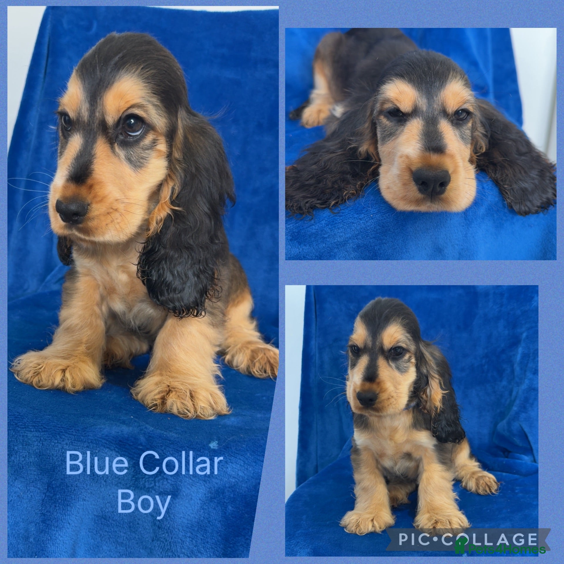 Cocker Spaniel dogs Health Clear KC Reg Sable Show Cokers  - Advert 2