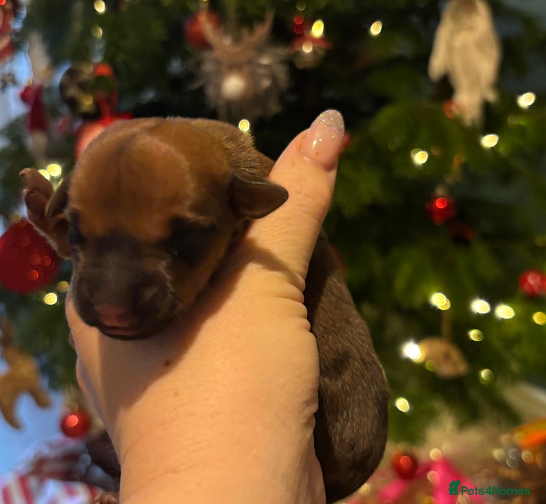 Rhodesian Ridgeback dogs for sale: Nyasharose ridgebacks  - Advert 18