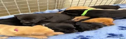 Labrador Retriever dogs for sale: ✨ 9 STUNNING KC REGISTERED LABRADOR PUPPIES! ✨ - Advert 9