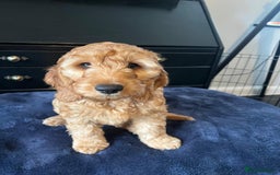 Cockapoo dogs for sale: 5 Gorgeous F2 Cockapoo Puppies Remaining!! 🐶 - Image 6