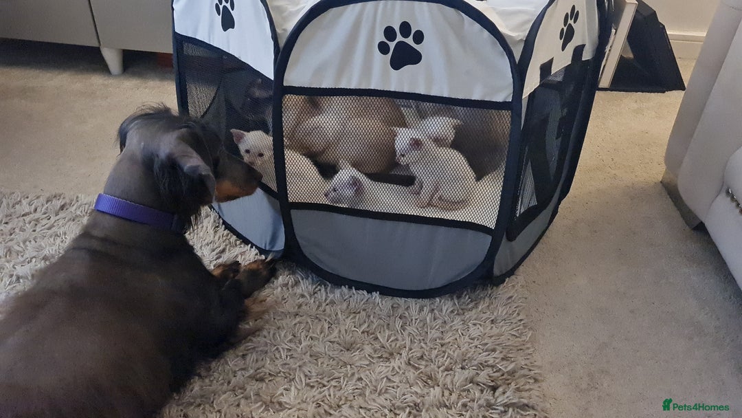 Siamese cats for sale: LAST ONE,  Gorgeous Bluepoint little boy. - Advert 14