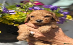 Cavapoo dogs for sale: Ready Now F1 Cavapoo boy - Image 10