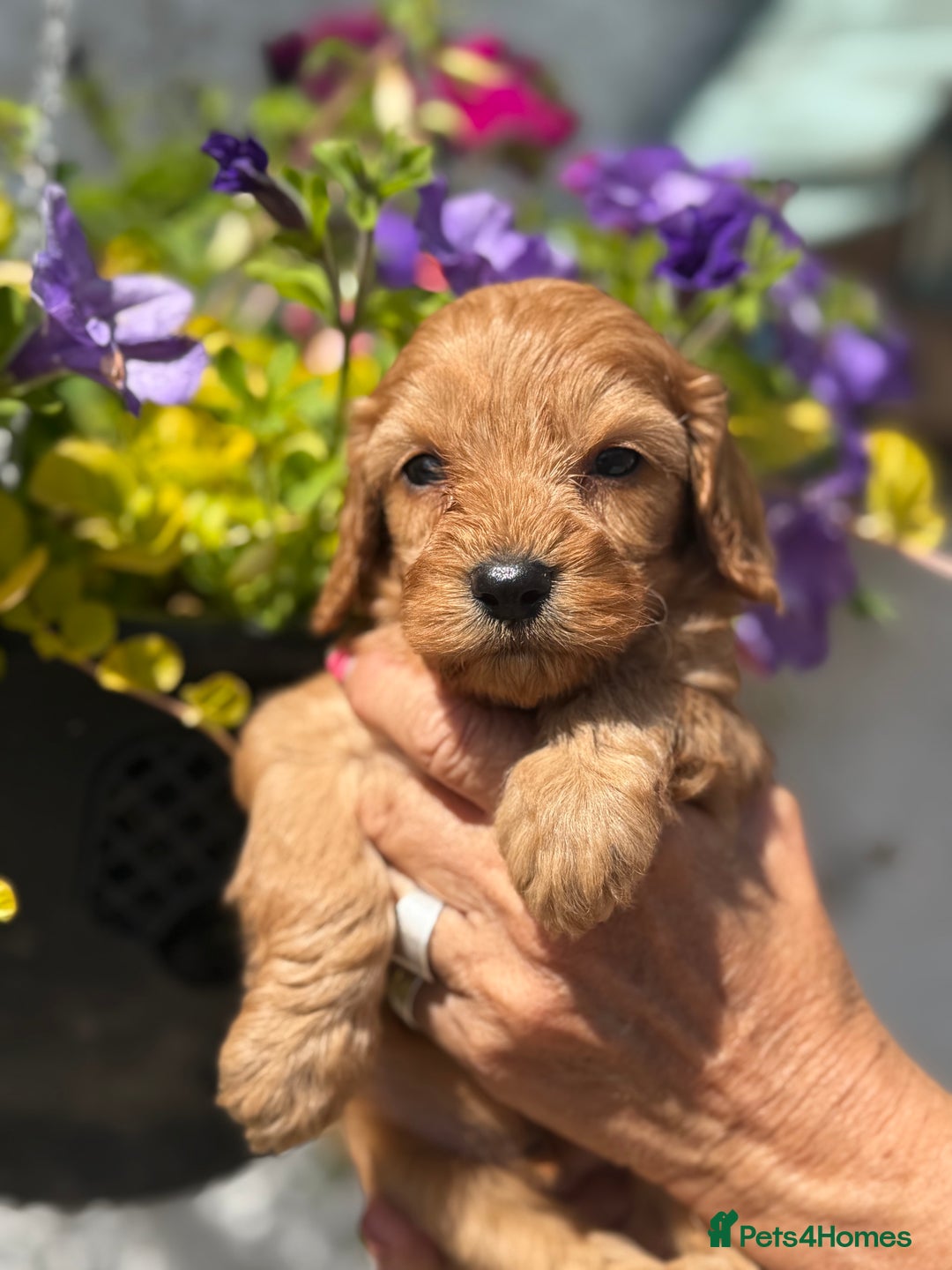 Cavapoo dogs for sale: Ready Now F1 Cavapoo boy - Image 10