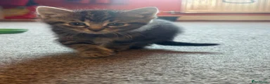 Mixed Breed Kitten 5