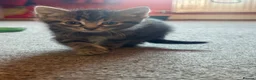 Mixed Breed cats for sale: Kittens!!!  - Advert 13