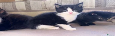 Mixed Breed Kitten 1