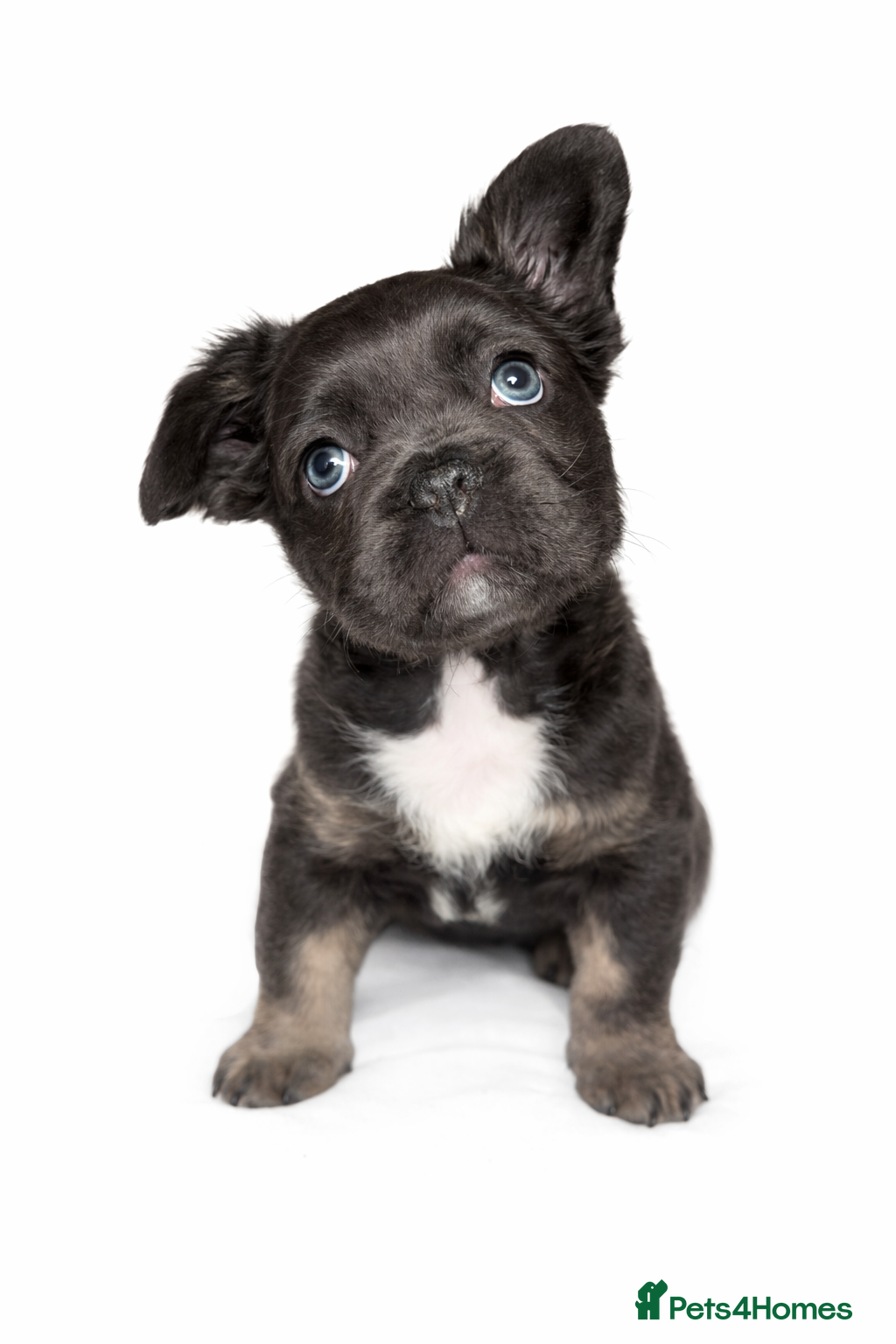 French Bulldog dogs Last boy fluffy available  - Advert 2