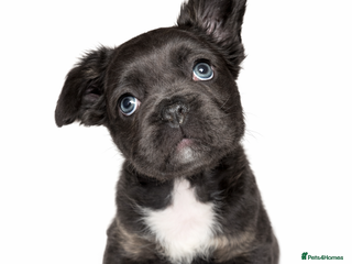 French Bulldog dogs Last boy fluffy available - Advert 14