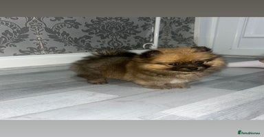 Pomeranian dogs - Advert 10